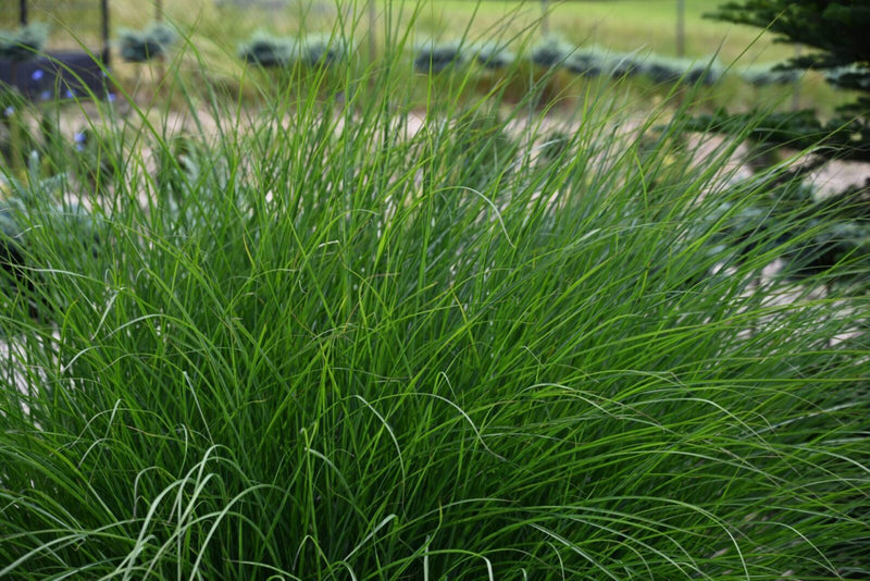 Miskant chiński 'Gracillimus'